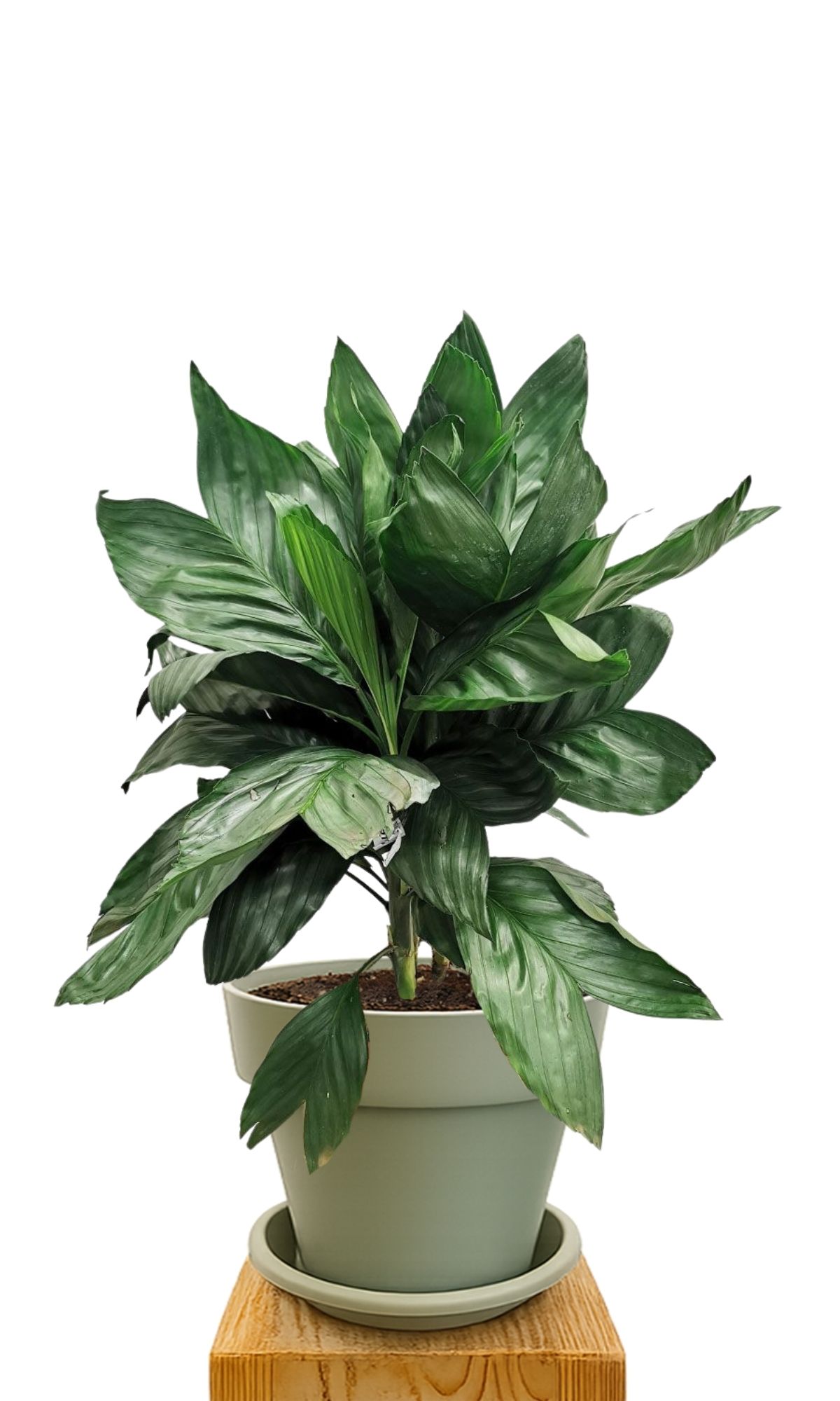 Plant kit 30 Green